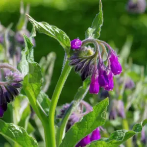 Olej żywokostowy (symphytum officinale) macerat