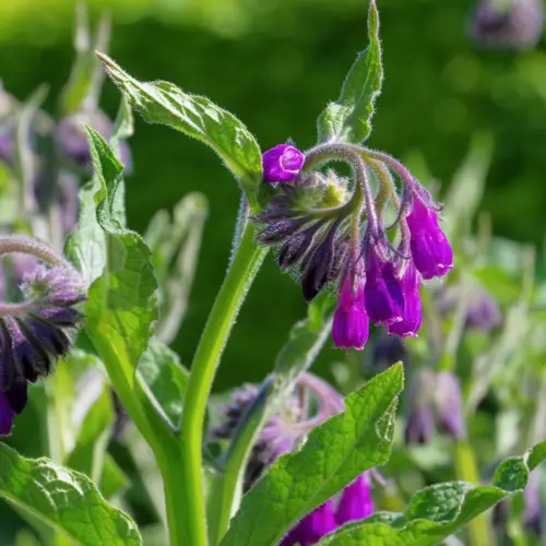 Olej żywokostowy (symphytum officinale) macerat