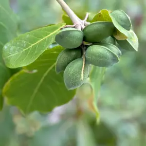 Olej ze śliwki kakadu (terminalia ferdinandiana) nierafinowany