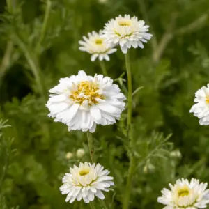 Hydrolat z rumianku rzymskiego (Anthemis nobilis)