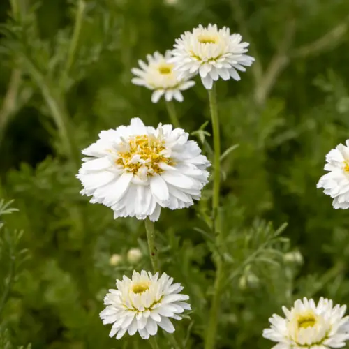 Hydrolat z rumianku rzymskiego (Anthemis nobilis)