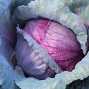 Olej z nasion kapusty czerwonej (brassica oleracea) nierafinowany