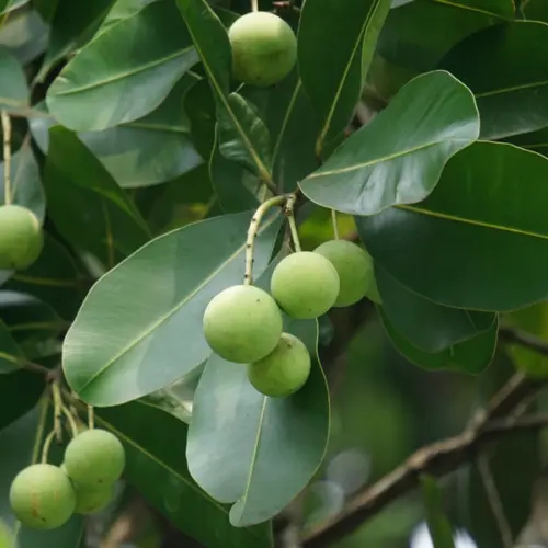 Olej tamanu (calophyllum inophyllum) nierafinowany eko