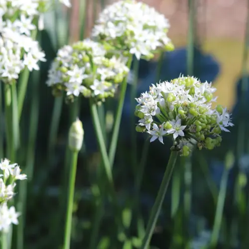 Olej z nasion czosnku (allium sativum) nierafinowany