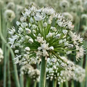 Olej z nasion cebuli (allium cepa) nierafinowany