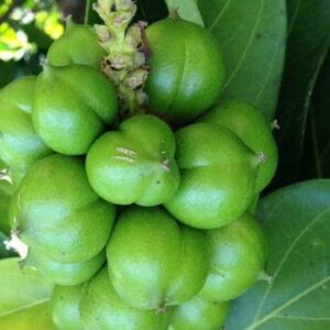 Olej cacay (caryodendron orinocense) nierafinowany