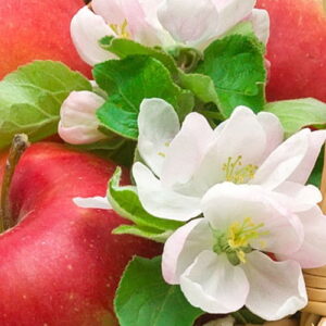 Apple Blossom: kompozycja zapachowa / olejek zapachowy 100%