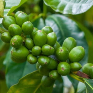 Olej z zielonej kawy (coffea arabica) nierafinowany