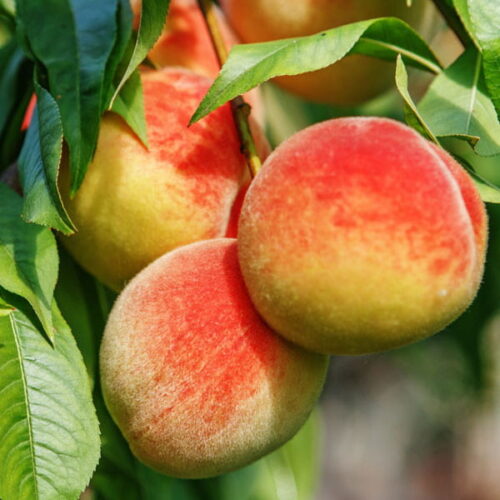 Olej brzoskwiniowy (prunus persica)
