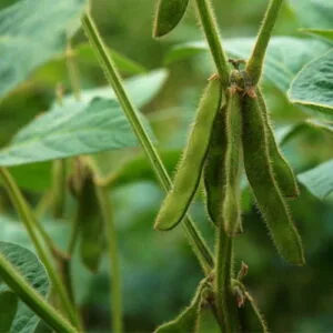 Olej sojowy (glycine max)  wolny od gmo