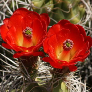 Cactus Flower: kompozycja zapachowa / olejek zapachowy 100%