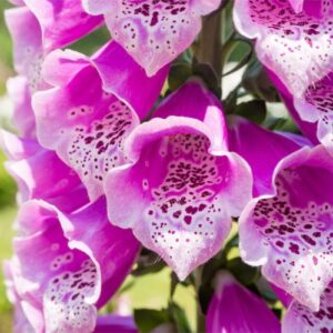 Snapdragon: kompozycja zapachowa / olejek zapachowy 100%