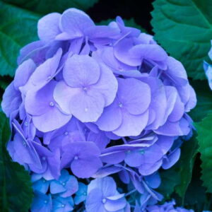 Hydrangea: kompozycja zapachowa / olejek zapachowy 100%