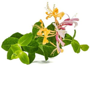 Honeysuckle: kompozycja zapachowa / olejek zapachowy 100%