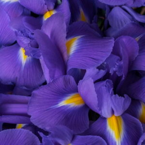 Cocoa Butter & Iris: kompozycja zapachowa / olejek zapachowy 100%