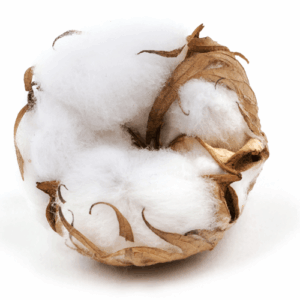 Crisp Cotton: kompozycja zapachowa / olejek zapachowy 100%