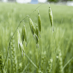 Olej z owsa (avena sativa) nierafinowany