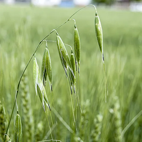 Olej z owsa (avena sativa) nierafinowany