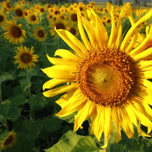 Doskonały olej słonecznikowy kosmetyczny