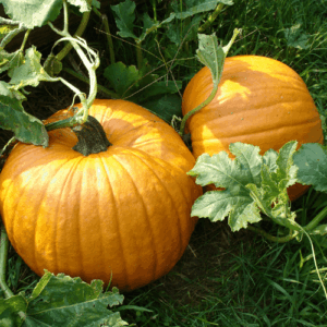 Olej dyniowy (cucurbita pepo) nierafinowany eko