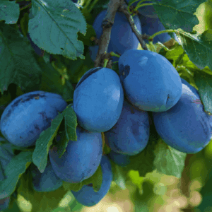 Olej śliwowy (prunus domestica) nierafinowany