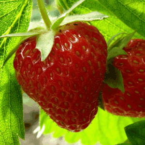Olej z nasion truskawki (fragaria ananassa) nierafinowany