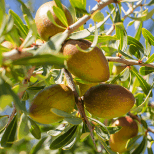 Olej arganowy (argania spinosa) nierafinowany deodoryzowany eko