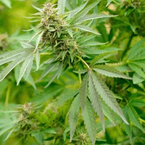 Olej konopny (cannabis sativa) nierafinowany