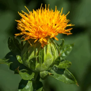 Olej krokoszowy (carthamus tinctorius) nierafinowany eko