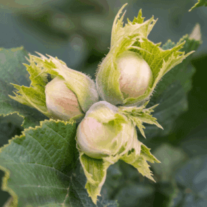 Olej z orzechów laskowych (corylus avellana) - 100ml