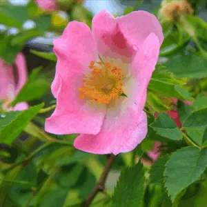 Olej z dzikiej (rosa canina) nierafinowany pomarańczowy
