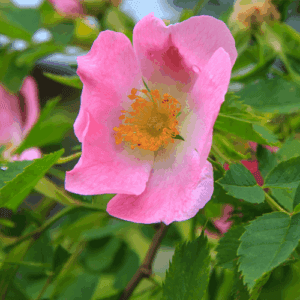 Olej z dzikiej (rosa canina) nierafinowany pomarańczowy eko
