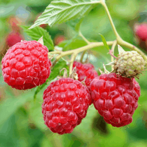 Olej malinowy (rubus idaeus) nierafinowany