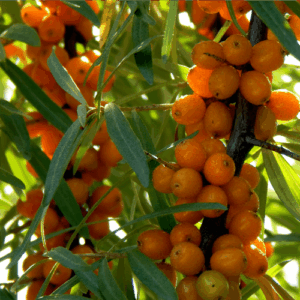 Olej rokitnikowy (elaeagnus rhamnoides) nierafinowany, z owoców