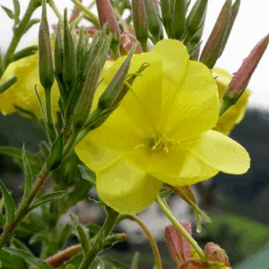 Olej wiesiołkowy z nasion wiesiołka dwuletniego (Oenothera biennis) – 100% czysty, tłoczony na zimno, nierafinowany, bio