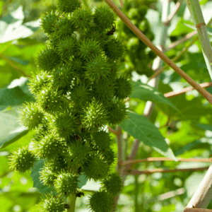 Olej rycynowy (ricinus communis) nierafinowany eko