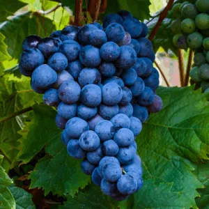 Olej winogronowy (vitis vinifera)