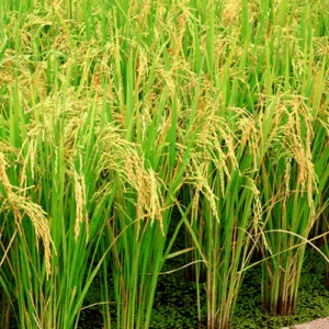 Olej ryżowy (oryza sativa)