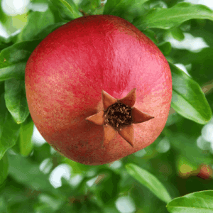 Olej z granatu (punica granatum) nierafinowany