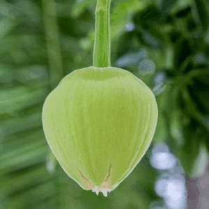 Olej z baobabu (adansonia digitata) nierafinowany - 50ml