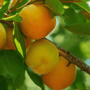 Olej morelowy (prunus armeniaca)