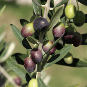 Oliwa z oliwek (olea europaea) extra virgin eko