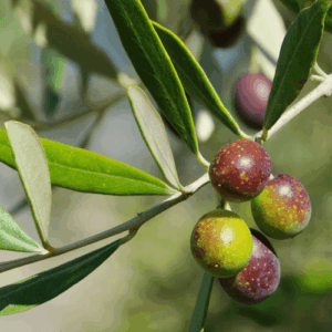 Oliwa z oliwek (olea europaea) BP