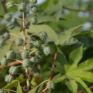 Olej rycynowy (ricinus communis) nierafinowany - 250ml
