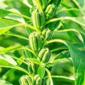 Olej sezamowy (sesamum indicum) nierafinowany deodoryzowany eko