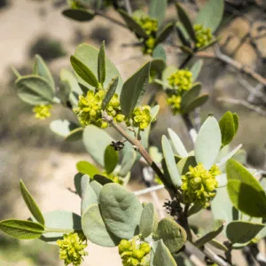 Olej jojoba złoty (simmondsia chinensis) nierafinowany eko