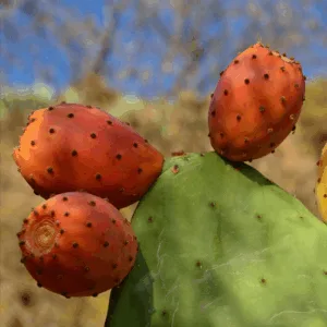 Olej z nasion opuncji figowej j (opuntia ficus-indica) nierafinowany
