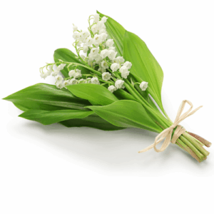 Lily of the Valley: kompozycja zapachowa / olejek zapachowy 100%