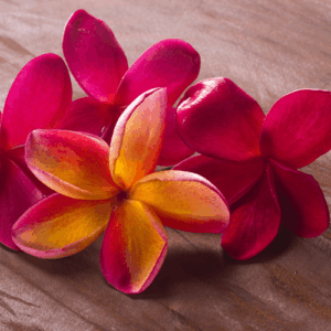 Frangipani: kompozycja zapachowa / olejek zapachowy 100%
