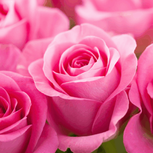 English Rose: kompozycja zapachowa / olejek zapachowy 100%
